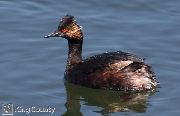 Photo of Podiceps nigricollis